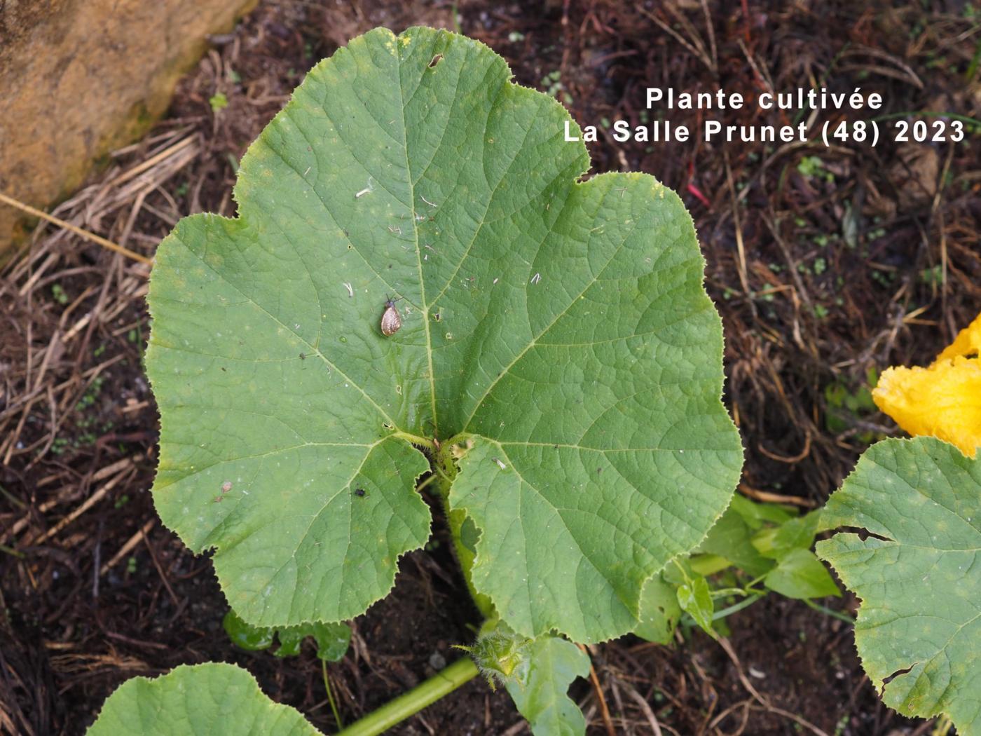 Pumpkin leaf